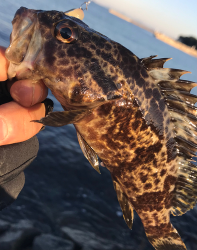 タケノコメバルの釣果