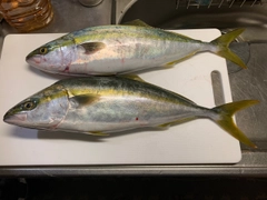 ハマチの釣果