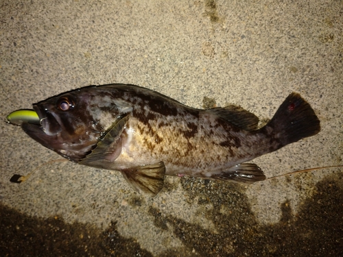 クロソイの釣果