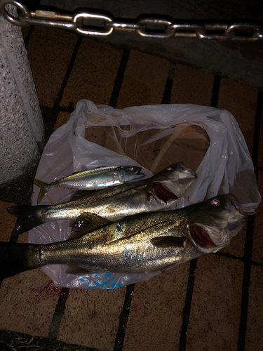 シーバスの釣果