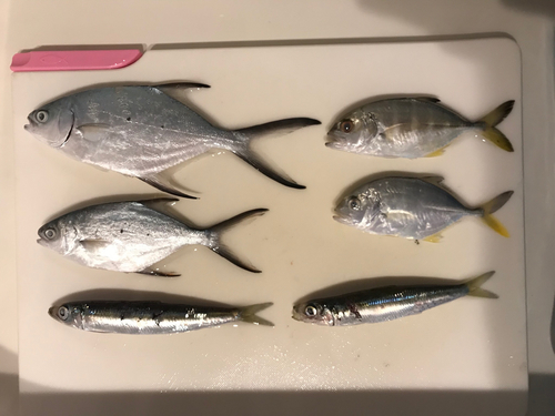 コバンアジの釣果