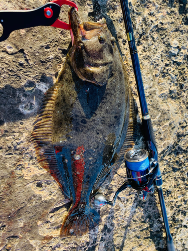 ヒラメの釣果