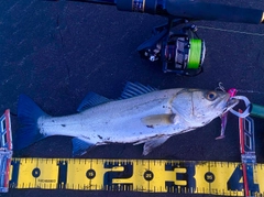 シーバスの釣果