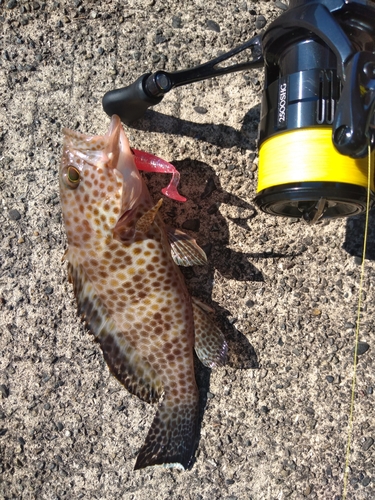 オオモンハタの釣果