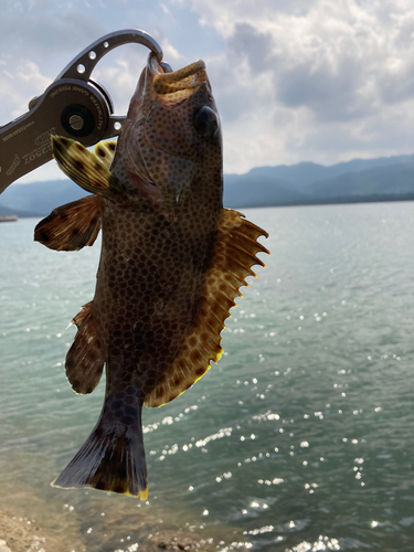 シロブチハタの釣果