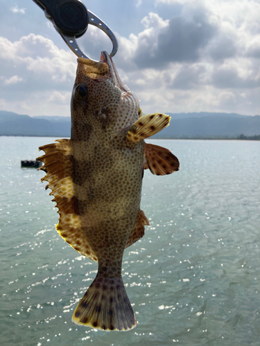 シロブチハタの釣果