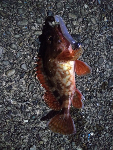 カサゴの釣果