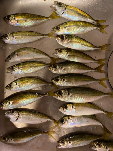 アジの釣果