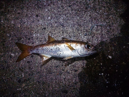 ムツの釣果