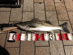 シーバスの釣果