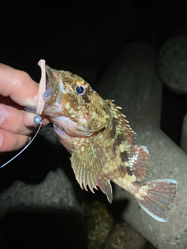 カサゴの釣果