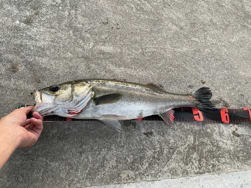 フッコ（マルスズキ）の釣果