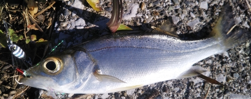 セイゴ（マルスズキ）の釣果