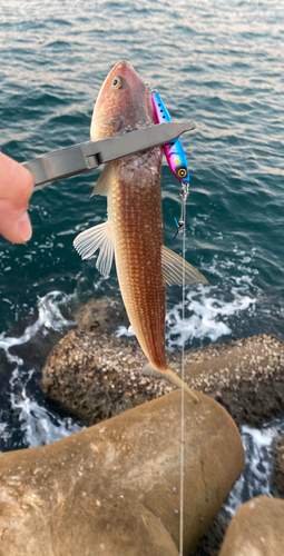 エソの釣果