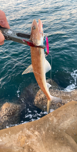 エソの釣果