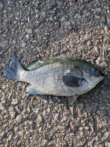 メジナの釣果