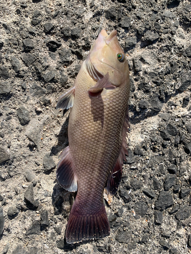 コブダイの釣果