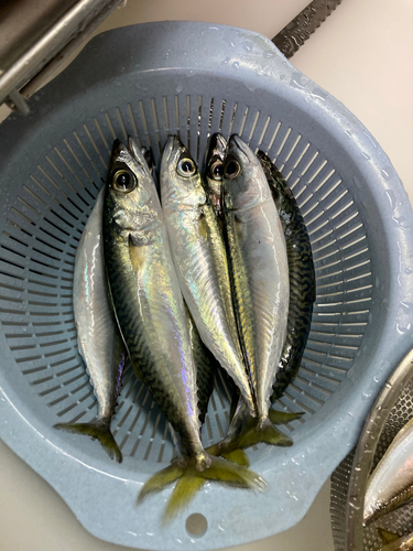 サバの釣果