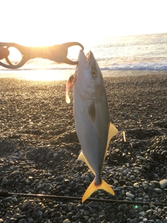 イナダの釣果