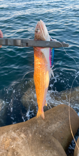 エソの釣果