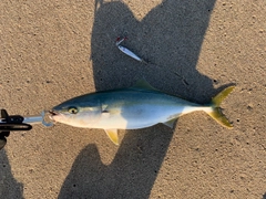 イナダの釣果