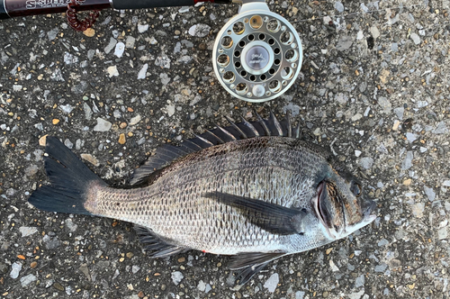 チヌの釣果