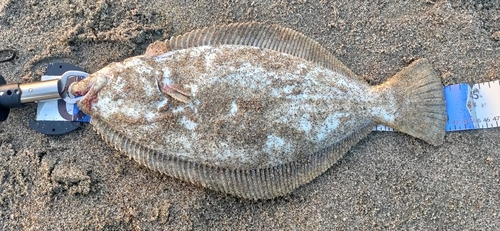 ヒラメの釣果