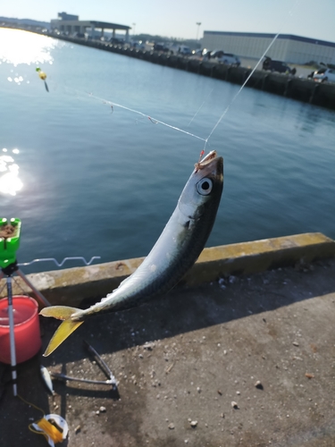 サバの釣果