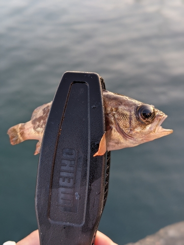 タケノコメバルの釣果