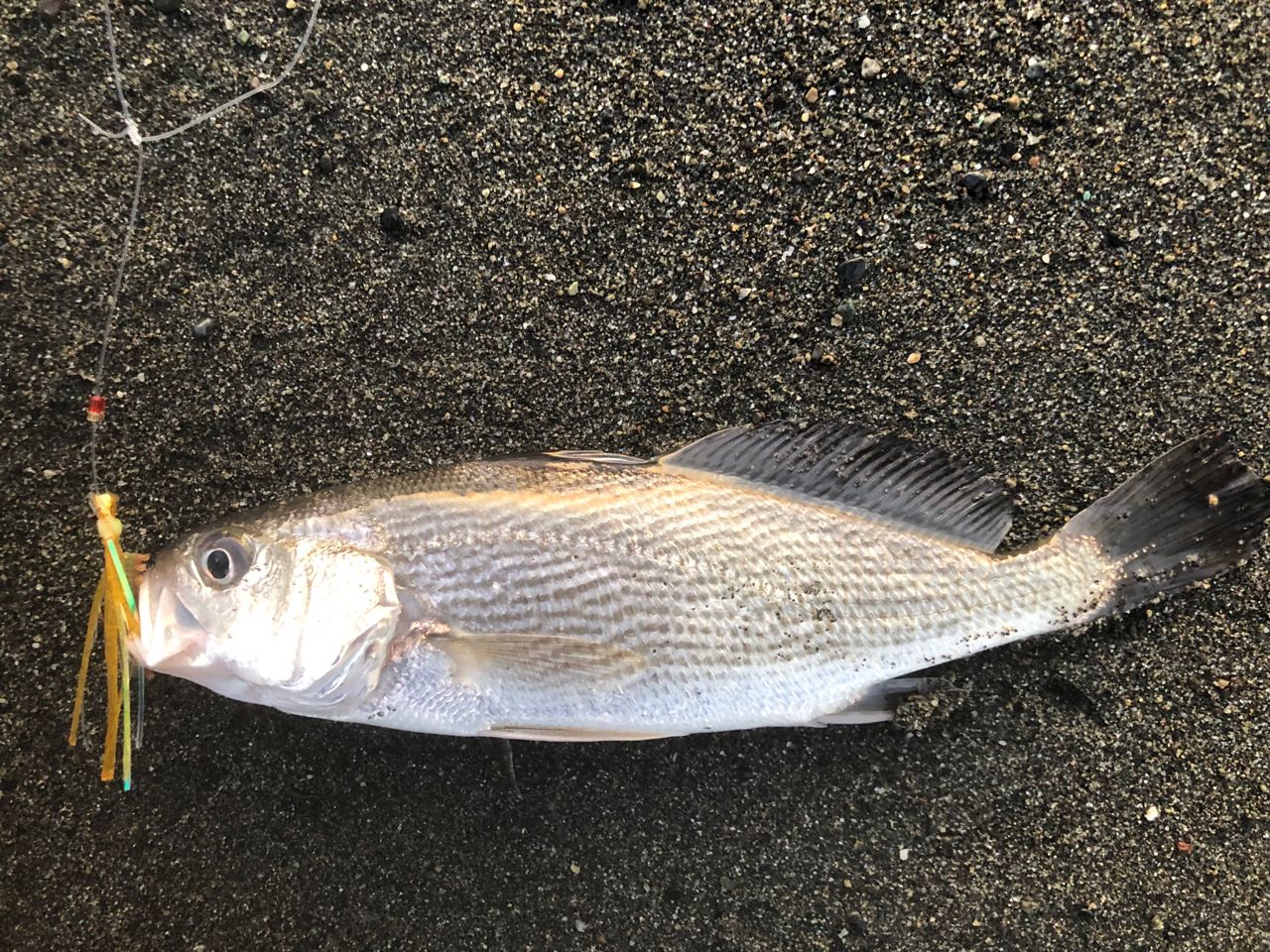 イシモチ