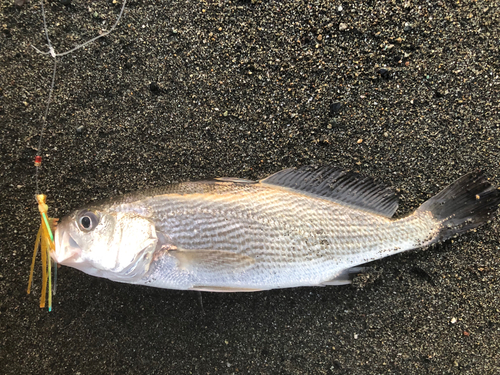 イシモチの釣果