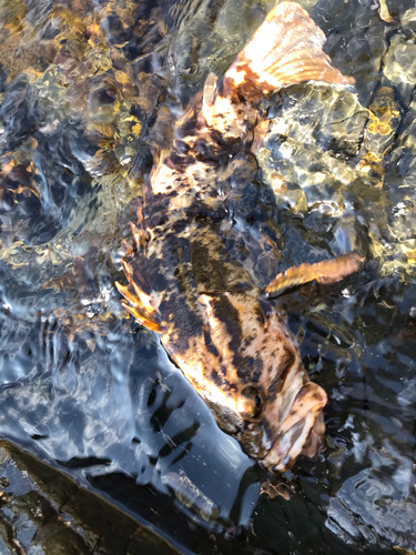 タケノコメバルの釣果