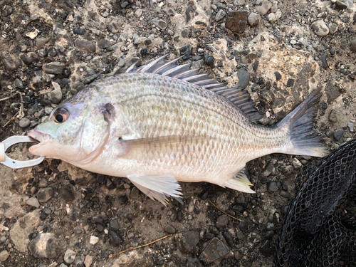 キビレの釣果