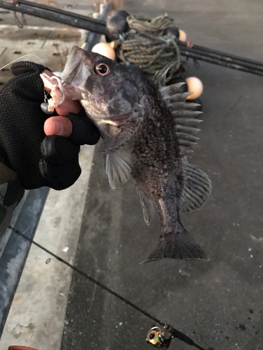 クロソイの釣果