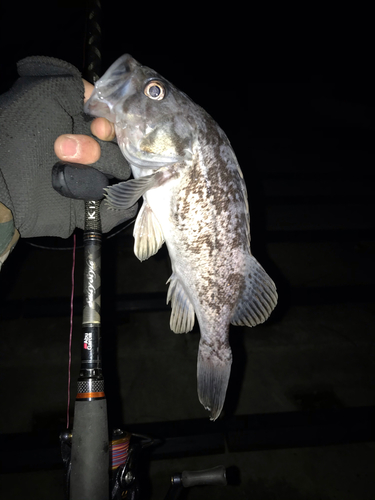 クロソイの釣果