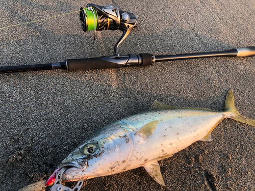 ハマチの釣果