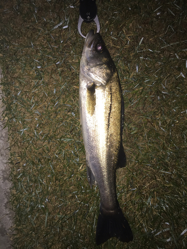 フッコ（マルスズキ）の釣果