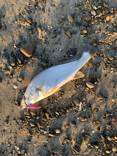 ニベの釣果