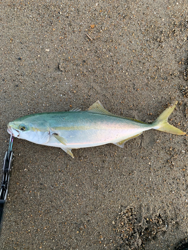 ワカシの釣果