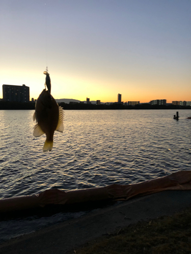 ブルーギルの釣果