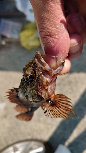 アラカブの釣果