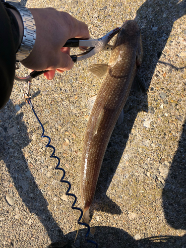 エソの釣果