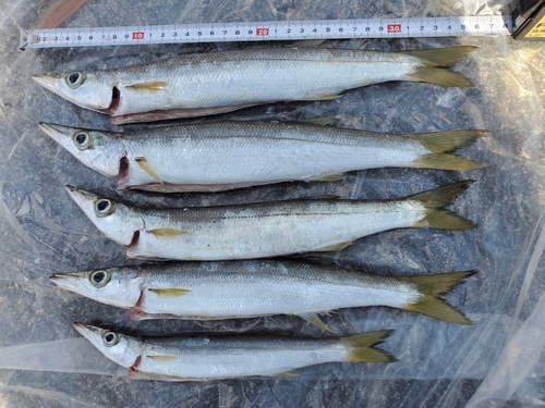 カマスの釣果