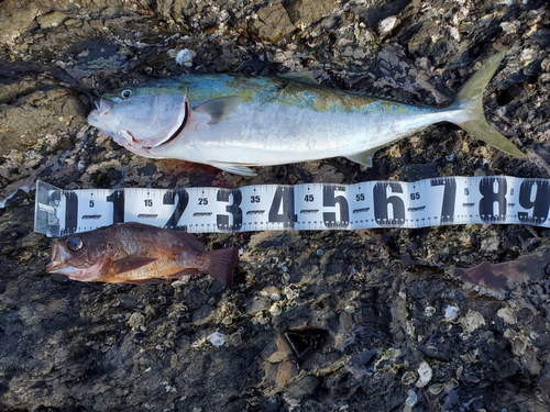 メジロの釣果