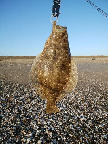 ヒラメの釣果