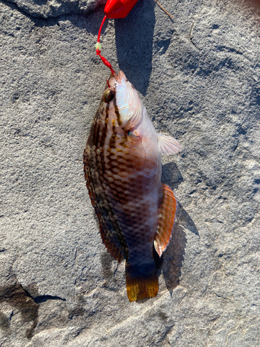 ホシササノハベラの釣果