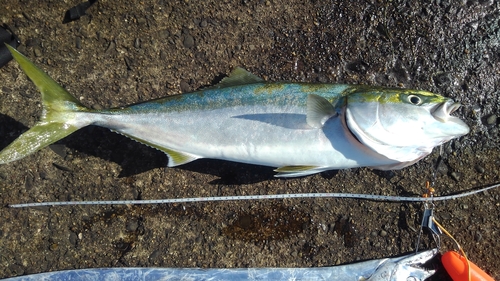 ワラサの釣果