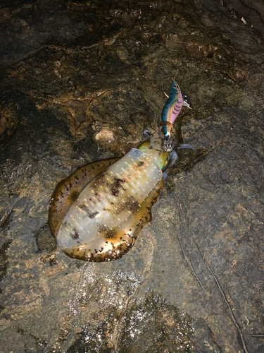 アオリイカの釣果