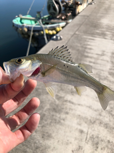 マハゼの釣果