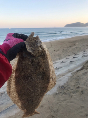 ヒラメの釣果